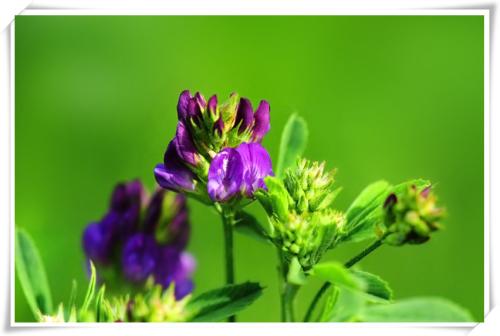 血泪教训：网购草种需谨慎