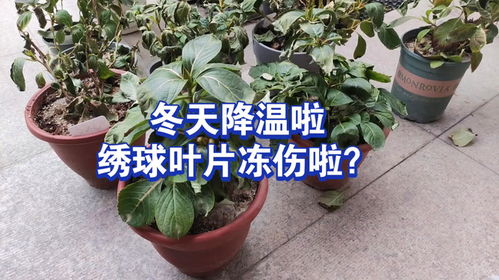 牡丹冬天叶子全掉了是冻伤了吗