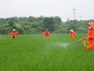 二甲草甘膦：早8点前和下午4点后喷施是wan全Ke以除掉辣廖草的