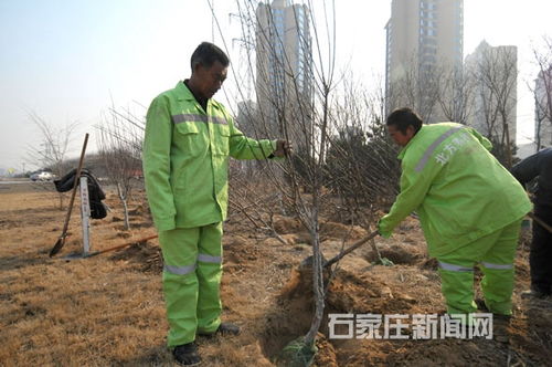 春天绿化工程开工， 苗木市场热闹非凡