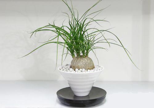 掌握浇水五大原则，让任何花卉都生机勃勃！