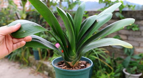 浇水技巧， 确保根系均匀吸水