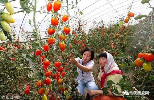 素馨花养殖指南：高效养护技巧，打造理想畜牧环境