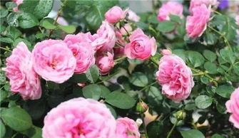 营养不足开花不标准