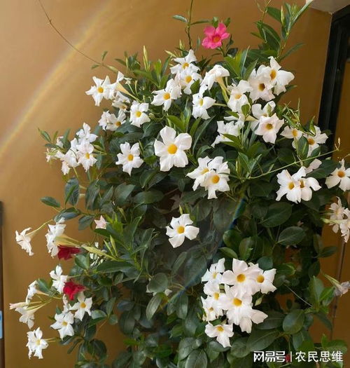 藤本花卉种类大揭秘