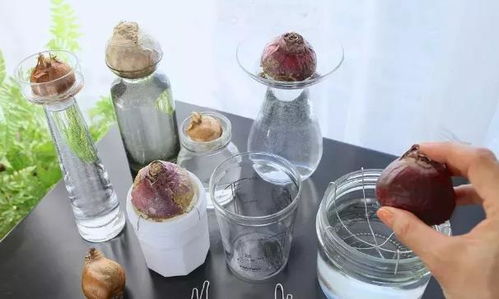 水养水仙， 洋水仙的水培大不同