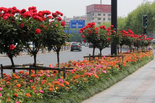 多色之谜：树状月季的花色之谜