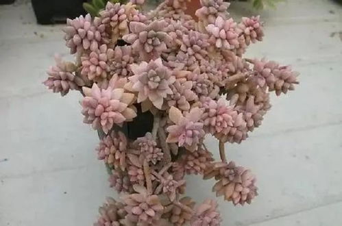 满天星好养吗？老花匠教你几个养殖小窍门