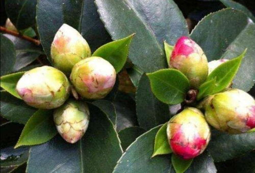 茶花开花前的营养补给