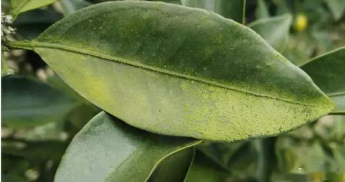 避免阳光直射， 早晚行动