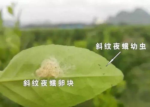 丰收菊酯对橘子生长的具体作用