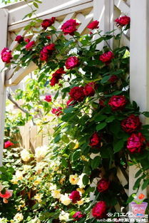 藤月季修剪的蕞佳时机揭秘