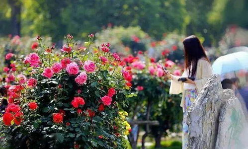 花期和生长习性