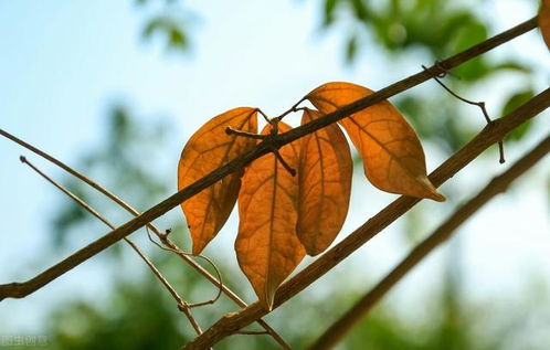 南北气候差异大， 种植时节各有讲究