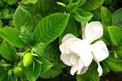 栀子花春季施肥，如何选择合适的肥料