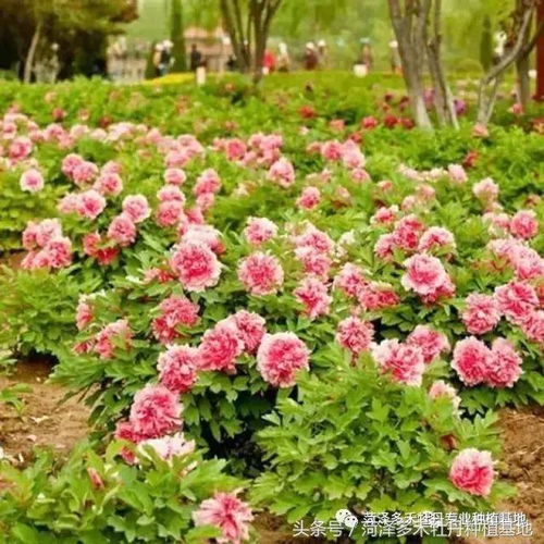 牡丹种植中，追肥是关键环节