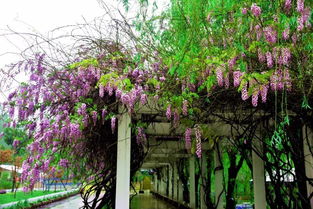 湖畔花语：四季斑斓的画卷