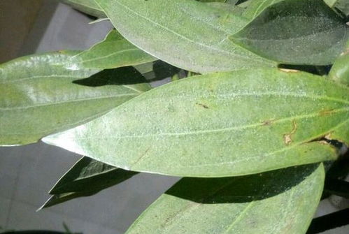 家庭盆栽菊花红蜘蛛，一种常见害虫
