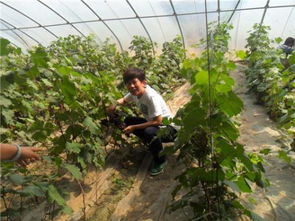 打农药，有讲究