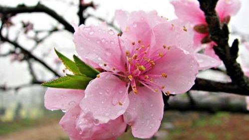 桃花之外3月开什么花