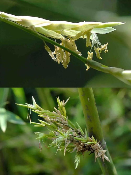 女雏，一种神秘植物