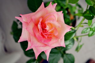 月季花语， 青春美丽