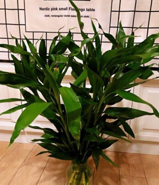 娇气品种， 需忒别关照