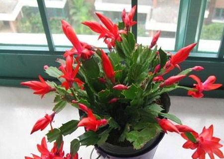 蟹爪兰：温暖湿润的爱好者