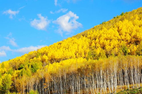 药用树木，大自然的礼物