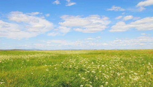 白云山上的绿巨人