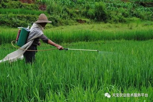 农药对作物的影响
