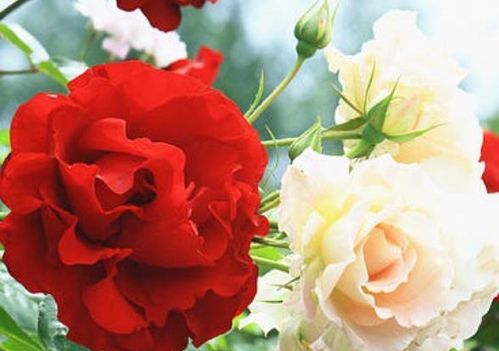 月季花叶子发黄的原因解析