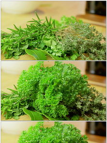 草本植物：大自然中的宝藏