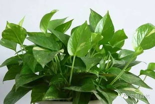 黄金葛：绿色中的魔法师