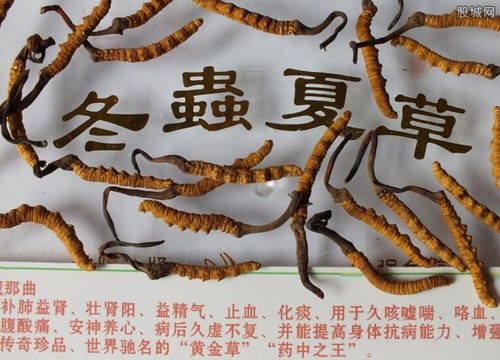 虫草价格大揭秘：不同等级虫草多少钱一克