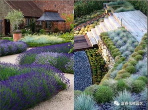 了解花境主调植物， 打造美丽家园