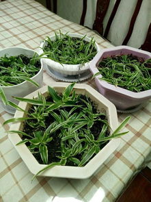 施肥技巧， 叶片弹性佳