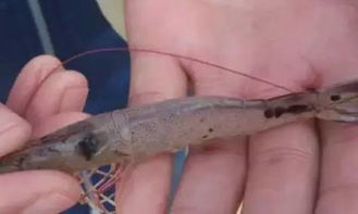 农药的毒性：对虾的致命威胁