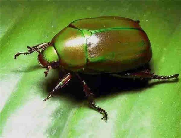 抓金龟子，得堪时间点