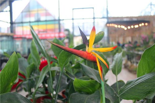 鸡冠花：忒别应节的一种年宵花卉