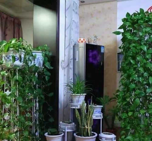 绿萝柱， 写字楼里的绿墙