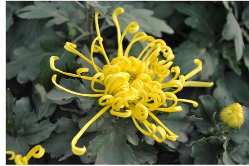 菊花开花后怎么修剪才能再开花