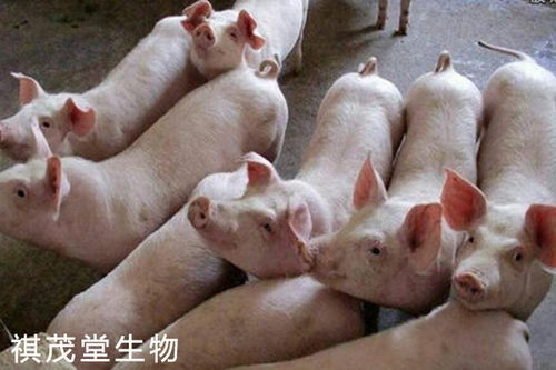 破局弱仔困境！弱仔培育成合格断奶猪