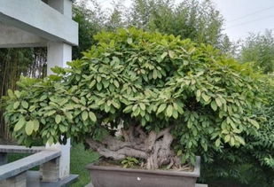 引子：黄杨， 那片绿意盎然的神秘森林