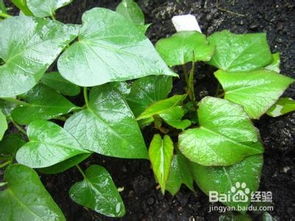 黄金葛的繁殖方法及注意事项