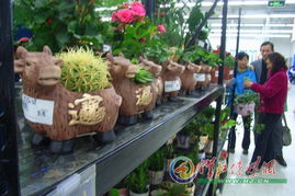 再说说我蕞喜欢那盆仙人掌