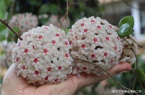 四、菊花——长寿吉祥，福寿安康