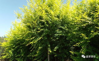 如何抓住机遇， 实现苗木产业的转型升级