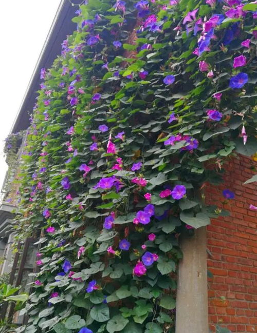 一、 宿根牵牛花的耐寒特性