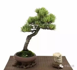 养花小白的盆景入门指南